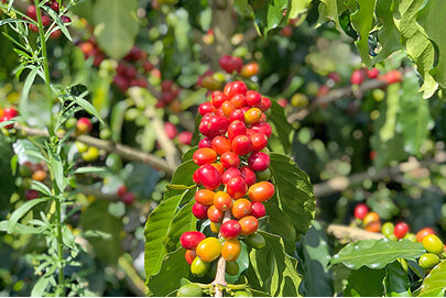Pink Bourbon: el varietal más buscado de Colombia