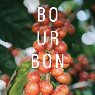 Bourbon Rosado - Palestina Huila
